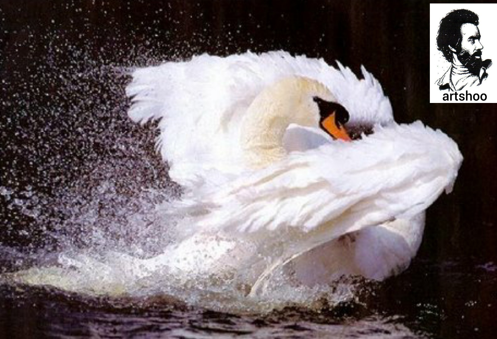 مدل رنگ روغن آب اورژینال